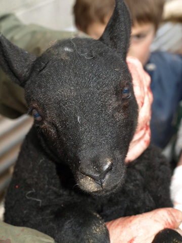 Lambing at Pentwyn Farm